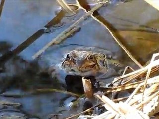 FROG HYPNOTIST EXPOSED