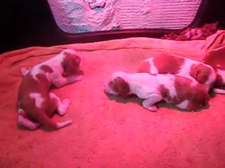 chiots de Canna bis