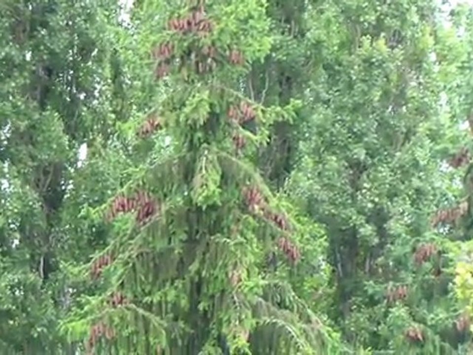 Test Samsung HMX H320/300 series