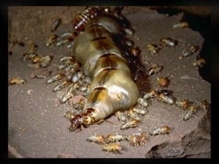 What's the Most effective Termite Control Method?