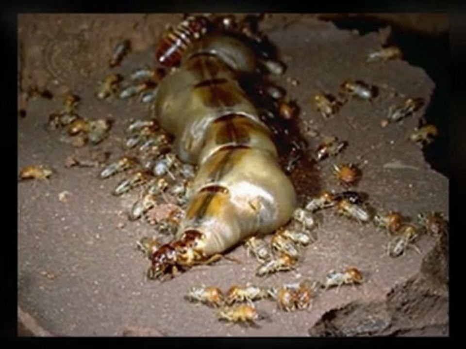 What's the Most effective Termite Control Method?
