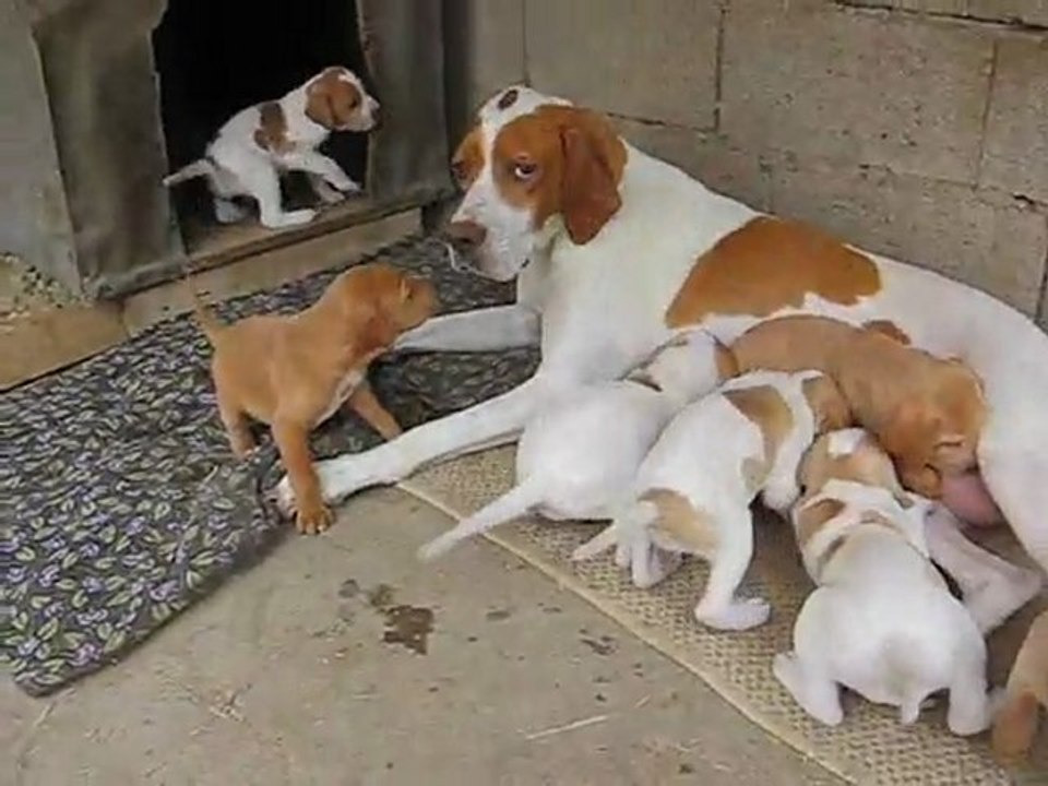 yavrular 24 günlük