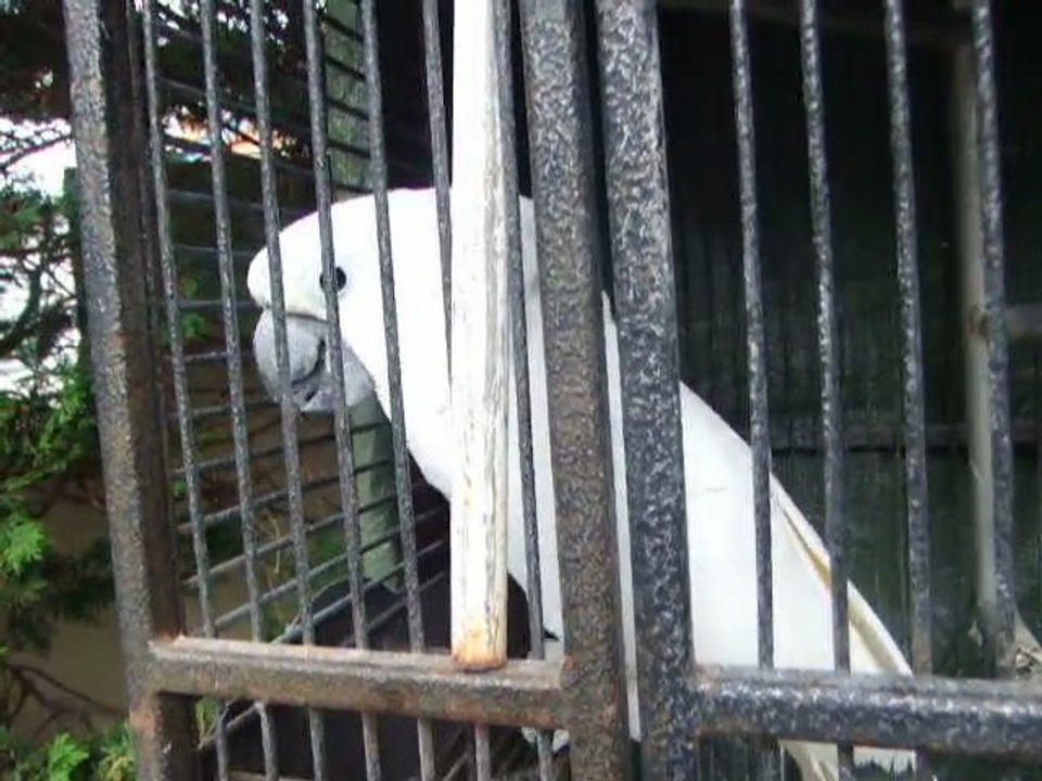 Ramsès 1