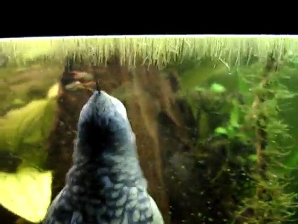 yuki aime les poissons