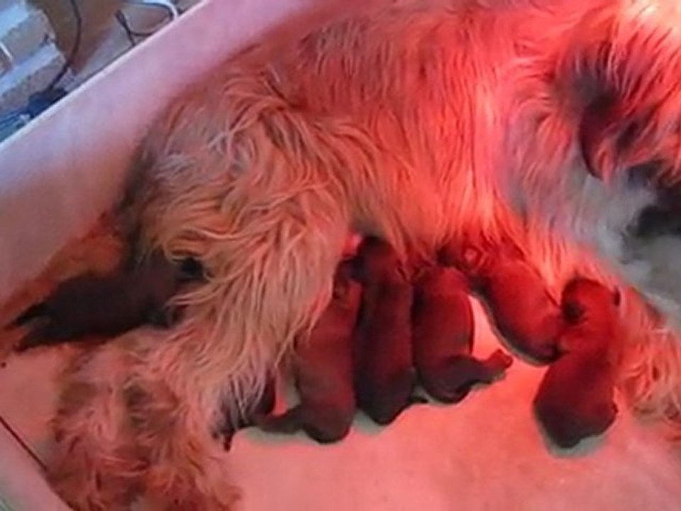 Chiots (Eden-Twinny) à 4 jours