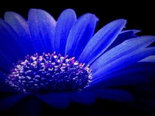 NİLÜFER & SENSİZ YILLARDA