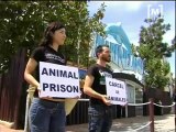 Protesta d'anima naturalis contra els delfinaris