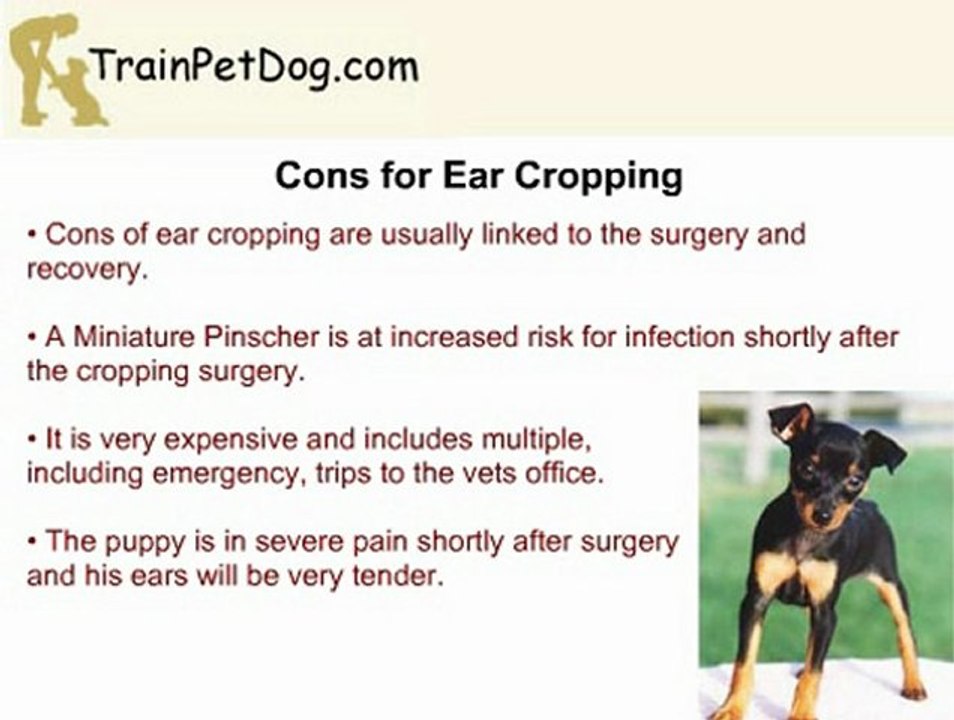 Miniature Pinscher Docking Tail and Ear Cropping video Dailymotion