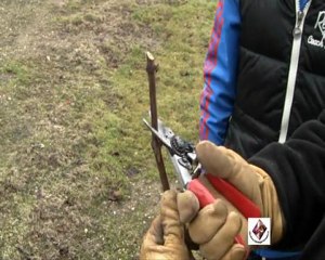 Utilisation du sécateur - Taille de la vigne - Champagne
