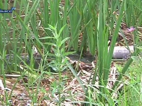 Il est pas frais mon poisson? (Alsace)