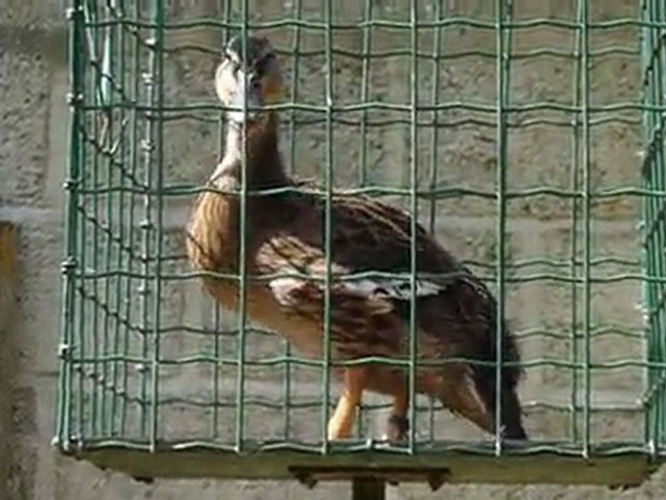 Jeune allongeoire 2011