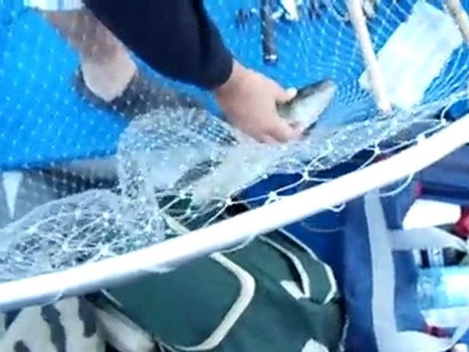 sandre pris à l'ouverture par le club spinner landais