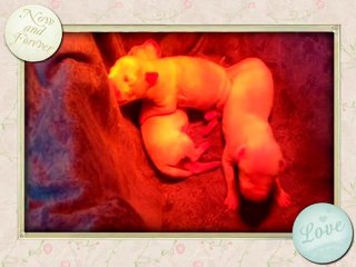 Les chiots filmés le 15-05-2011