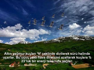 sebep-netice delili 1