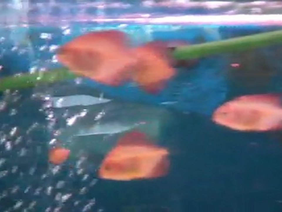 discus serdar