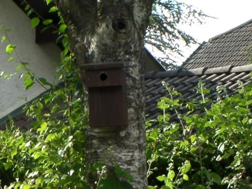 La mésange entre dans son nid