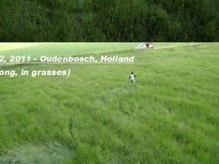 New Crop Circle 2011 - Oudenbosch, Netherlands 12 May 2011