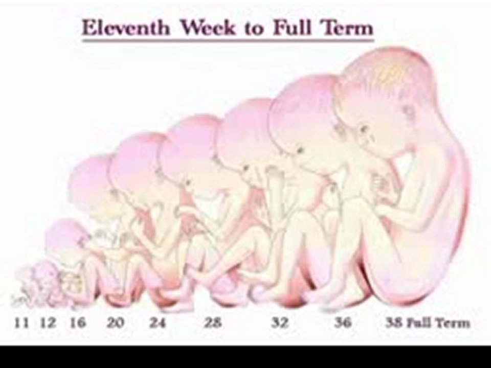 Embryology Prof. Keith L 2