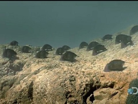 Вселенная Стивена Хокинга. Инопланетяне