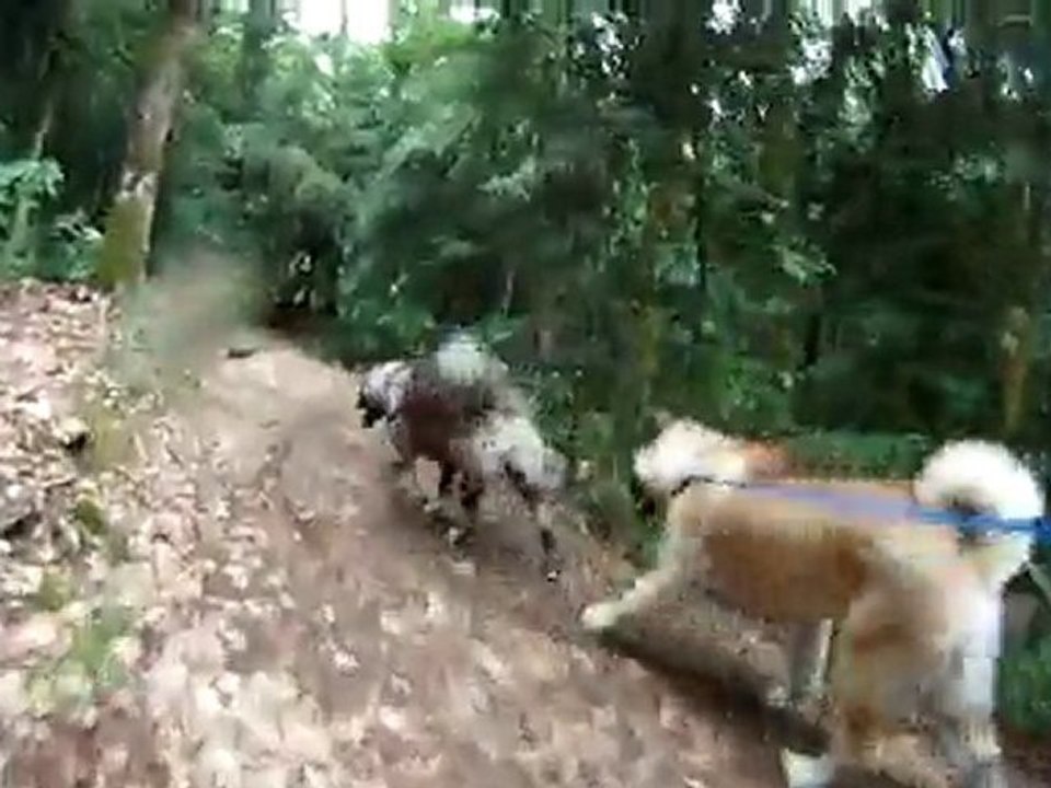 2011-05-15 - Daya et Forest - 3