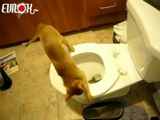 EVILOX_chat-caca-toilettes