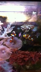 Nemo Fait La Tête