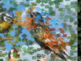 nos amis les oiseaux_0001