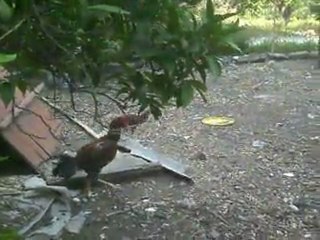 kızgın hint horozu çocuklara saldırıyor