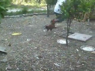 kızgın hint horozu çocuğu kovalıyor.