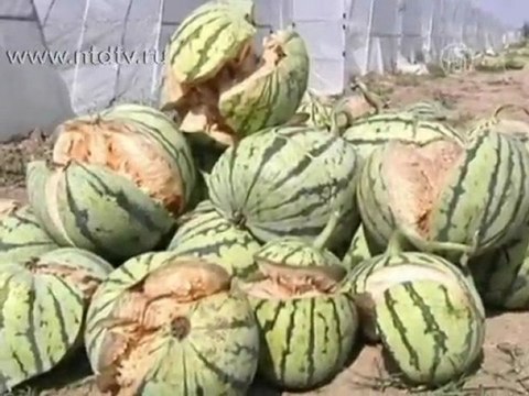 В Китае взрываются арбузы