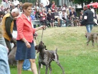 Best of 7ème groupe Exposition Canine Libourne