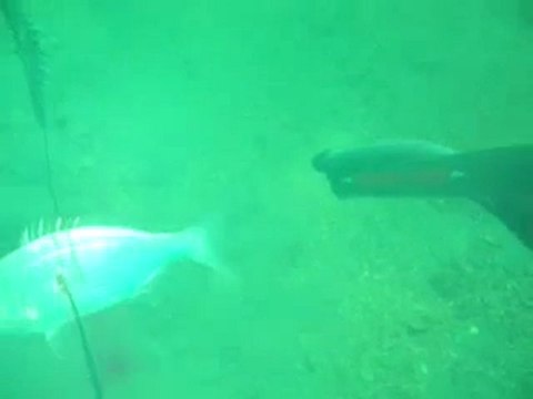 Zıpkınla Balık Avı 1 avyaban.com - ergo