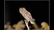 Petit-duc scops (Otus scops)- Eurasian Scops Owl