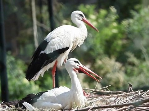 Zoo de Maubeuge : Des étudiants analysent le comportement des animaux