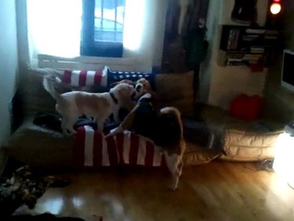 Capi, Figo, Maddy et Molly 15.05.11