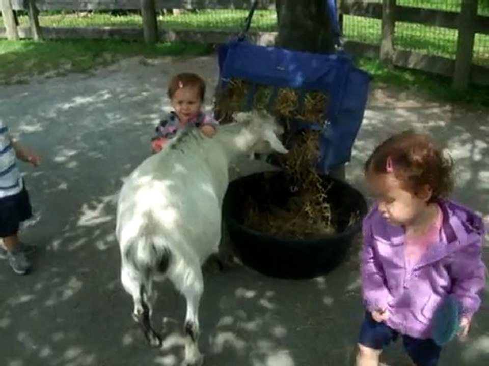 zoo feeding animals mai 2011