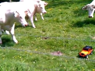 jeep orange mecanique VS  vache !