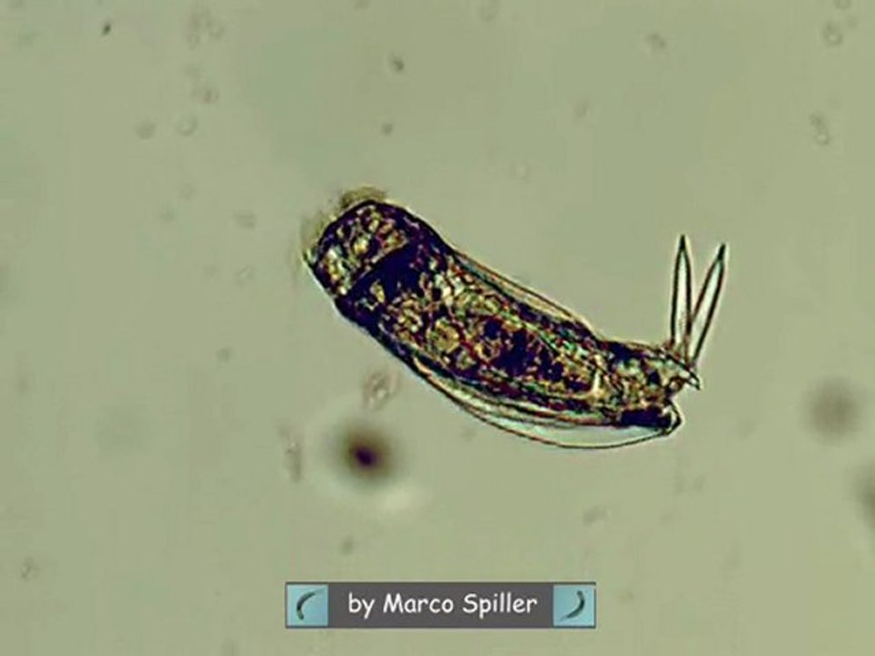 Mytilina