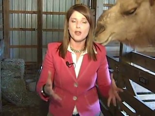 Camel Eats Reporter's Hair