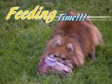 Pomeranian Eating Raw Meat