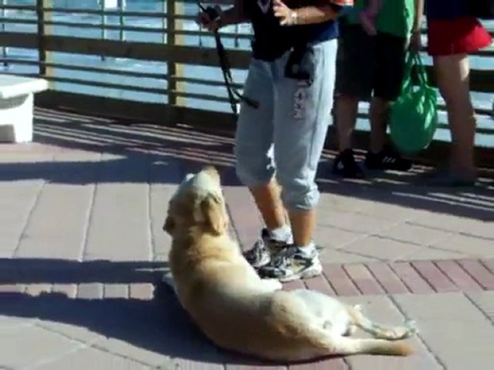 YouTube - Dogtra E=collar training ''Think Three!''