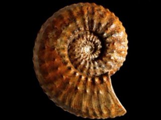 2 - les ammonites