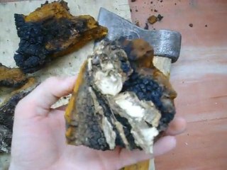 siberian chaga mushroom