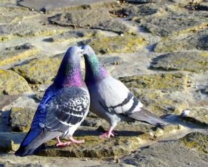 RICHARD SANDERSON - REALITY