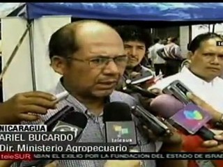Nicaragua libre de fiebre porcina