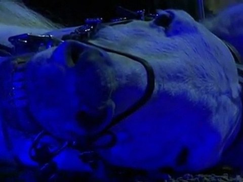 Symphonie Equestre à cheval sur la musique - 2/2 - Zycopolis Productions