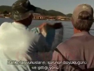Balıkçılara Yardım Eden Yunuslar [HQ] (by 6ustucN)
