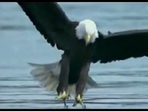 Deniz Kartalı avyaban.com - ergo