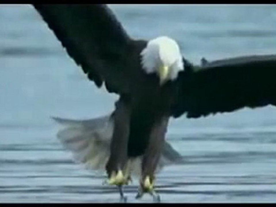 Deniz Kartalı www.avyaban.com - ergo