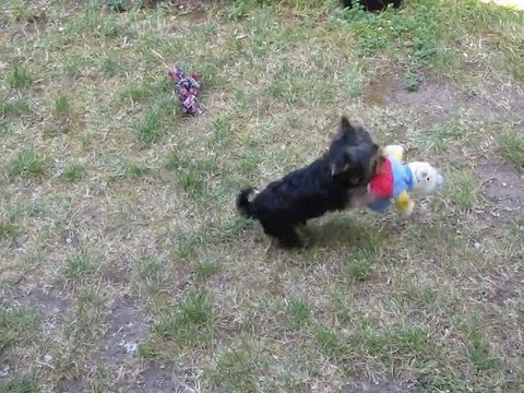 Gin Fizz et ses joujoux